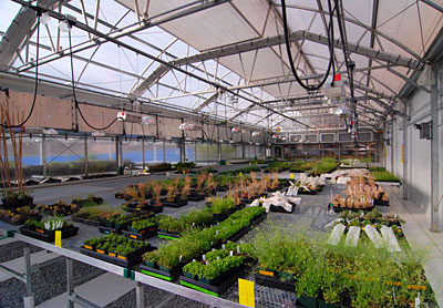 UNC Bell Tower Project Interim Greenhouse